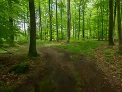 STEADYCAM: Forest Stock Footage
