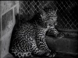 ZOO BABIES TAKE A BOW News Clip