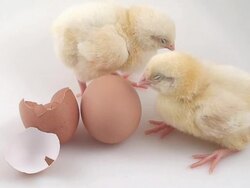 Pair of chicks Stock Footage