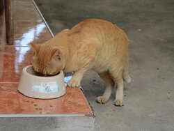 yellow kitty cat Stock Footage