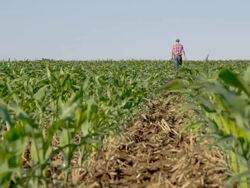 WS DS Farmer Checking The Harvest Stock Footage