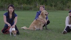 Obedience Training Stock Footage
