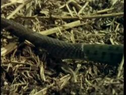 MS Grass snake, Natrix natrix, sloughing skin, United Kingdom Stock Footage