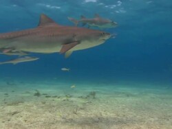 Tiger shark, Galeocerdo cuvier, searches for food. Bahamas  Stock Footage