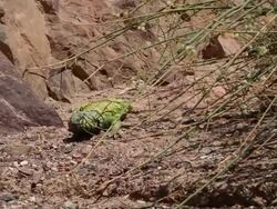 Ornate Mastigure (Uromastyx ornata)- Endangered and rare species. Colorful male eating under  Taily Weed bush, Negev desert, Israel Stock Footage