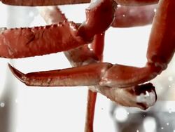 SLO MO ECU View of tossed crab legs in air and lemons in  background / Los Angeles,CA,USA Stock Footage