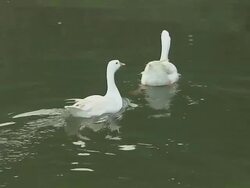 Moving Shot Ducks Wayanad Kerala India Stock Footage
