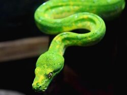 Snake Coiled Stock Footage