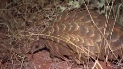 CLEAN : Researchers in S.Africa look at pangolins and climate change News Clip
