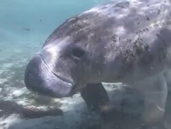 Manatee Swimming Stock Footage