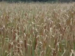 Rush by lake Stock Footage