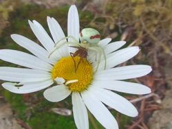 Spider and Fly Stock Footage