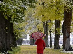 MS Woman walking in snowfall one avenue of colorful autumn trees along /  Landshut, Bavaria, Germany Stock Footage