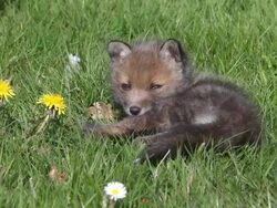 MS Red fox  cub laying on grass / vieux pont en auge, Normandy, France Stock Footage