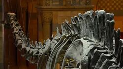 Dippy The Diplodocus Last Day On Show At London's Natural History Museum News Clip