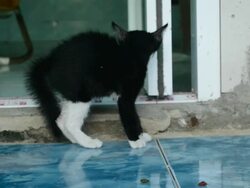 cat fearing Stock Footage