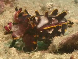 Cuttlefish, Flamboyant, changing colour, moves backwards lifting tentacles, close up. Borneo, Malaysia, Southeast Asia Stock Footage