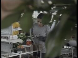 Ecuador flower industry fast becoming world leader Instructional Video