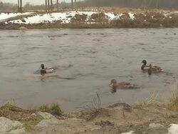 Ducks in the River Stock Footage