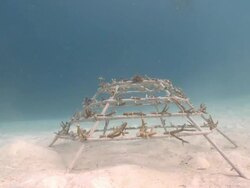 School of Green Pullers (Chromis viridis) checking out newly installed Artificial Reef Structure, Kuda Huraa, North Male Atoll, The Maldives Stock Footage