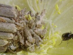 CU Shot of Bagworm positioned in center of Thin petalled yellow flower feeding / Namaqualand, Northern Cape, South Africa Stock Footage