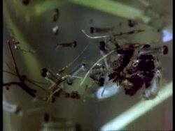 CU Mosquito larvae, from underwater Stock Footage