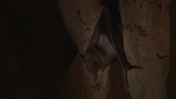 A vampire bat backs away from a beam of light in a cave. Stock Footage