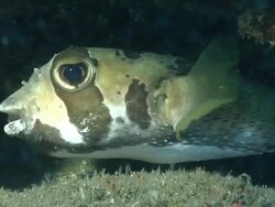 CU Short spine porcupine fish drifting with surge in rock crevice / Matola, Maputo, Mozambique Stock Footage