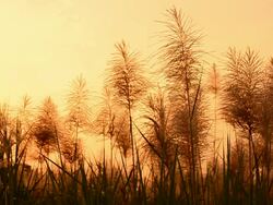 The spring sunset Stock Footage