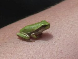 Green frog on my skin Stock Footage