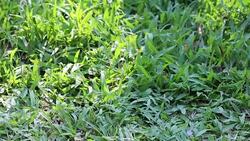 Movement Football on the field. Stock Footage