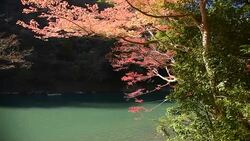 scenic beauty tourists travel Arashiyama W Stock Footage