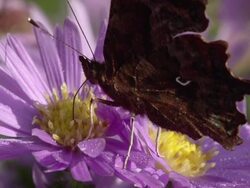 SLOW MOTION: Butterfly Close Up Stock Footage
