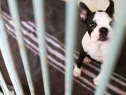 Boston Terrier behind bars Stock Footage