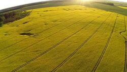Rapeseed field areal view Stock Footage