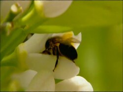 Honey Bee on citrus flower (probably orange Citrus ?sinensis), cu, Andalucia, Spain Stock Footage