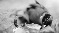 The cycle of life, death bird feeling sad Stock Footage