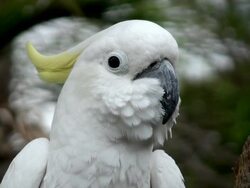 Cockatoo Stock Footage