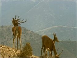 Red Deer (Cervus elaphus) stag calling, hinds nearby, Autumn, Sierra Morena, Andalusia, Southern Spain Stock Footage