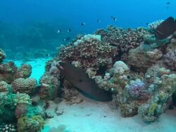 Moray Eel Green body with small black spots, Egypt, Red Sea  Stock Footage
