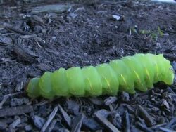 Caterpillar 2 Stock Footage