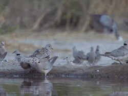 CU SLO MO Collard doves drinking from water hole  / Central Kalahari Game Reserve, Botswana Stock Footage
