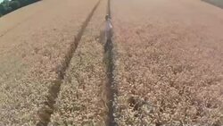 Having Fun In A Wheat Field - Stock Video Stock Footage