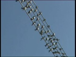 House Martins (Delichon urbicum) covering electricity cables, Cyprus (with audio) Stock Footage