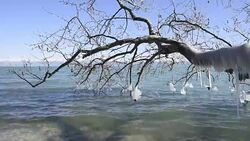 Winter Morning with Lake Stock Footage