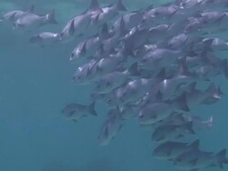 Shoal of Snapper Stock Footage