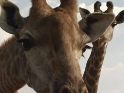  MS Giraffe / Johannasburg, South Africa Stock Footage