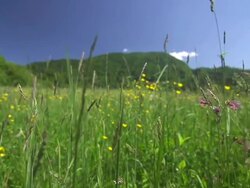 Moving through tall grass Stock Footage