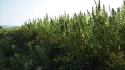 Marijuana, hemp field Stock Footage