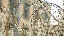 spring bloom on fence with barbed wire Stock Footage